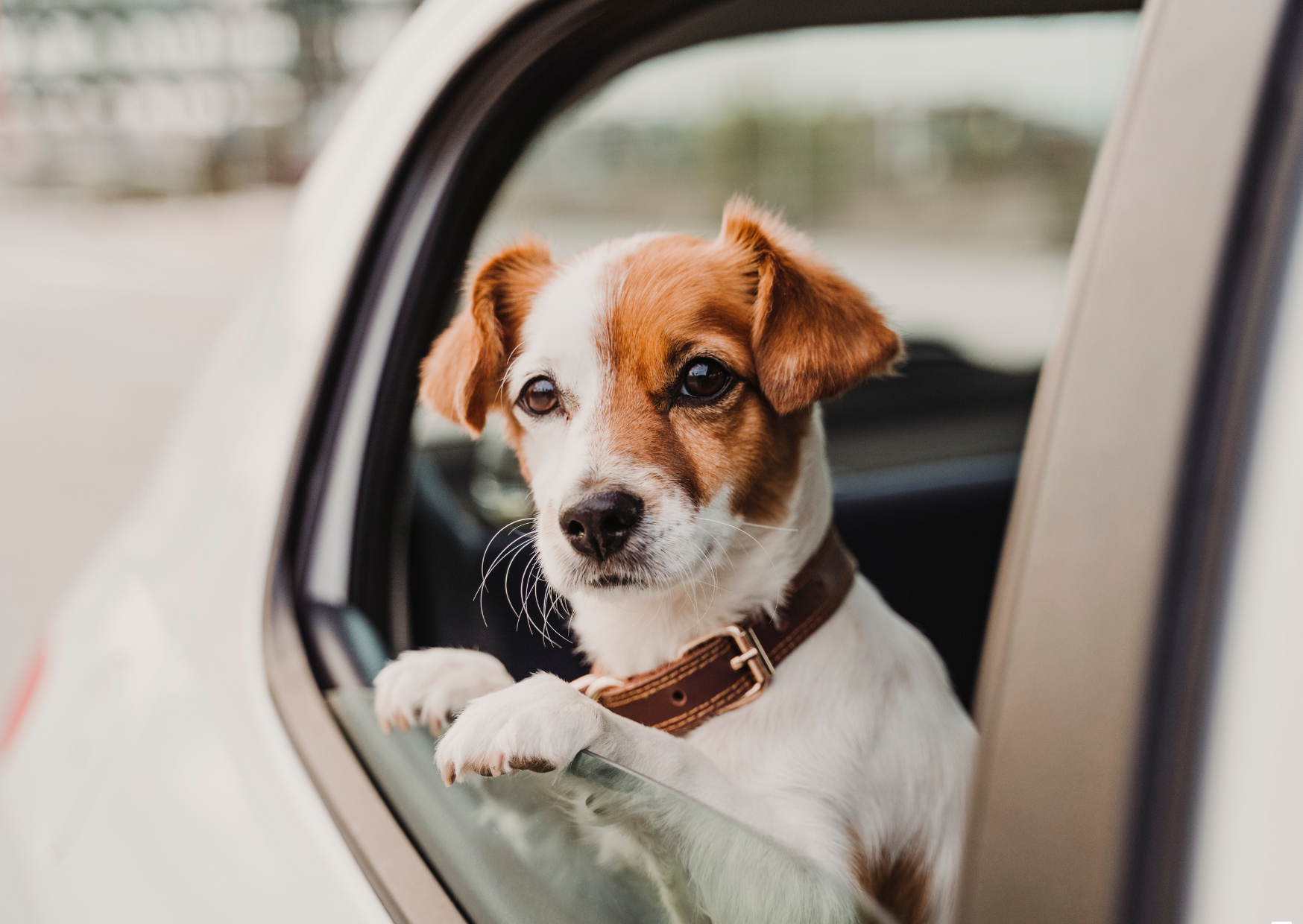Je hond bang in de auto?
