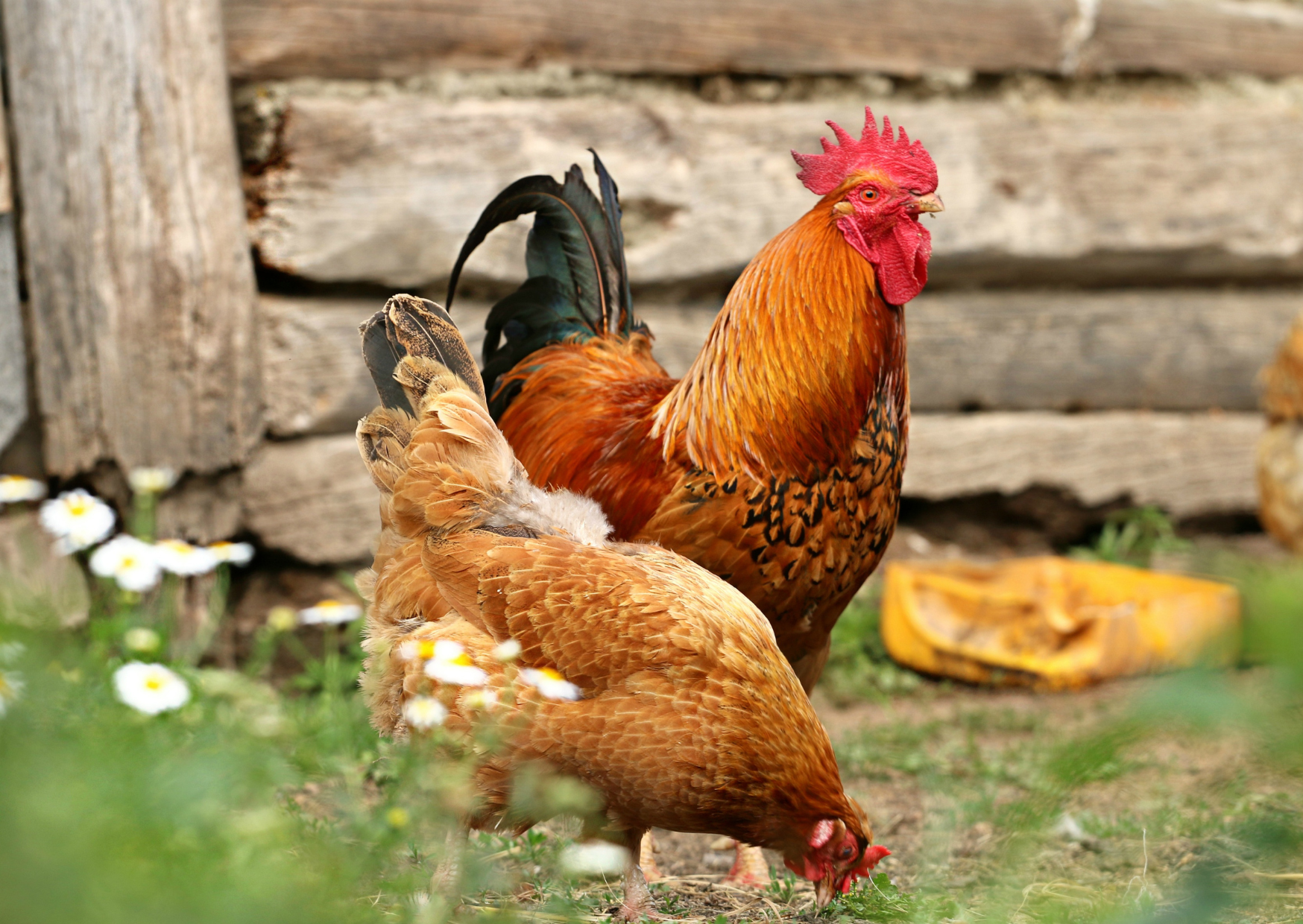 Verzorging van kippen in de zomer