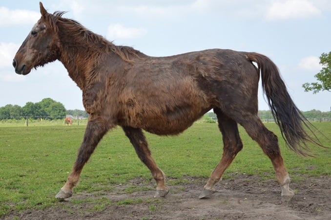 Ziekte van Cushing (PPID)