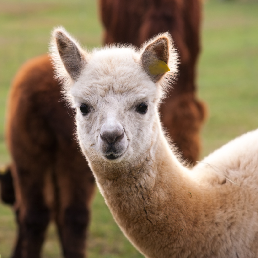 Alpaca's verzorgen