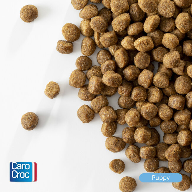 Carocroc Puppy (28/18)