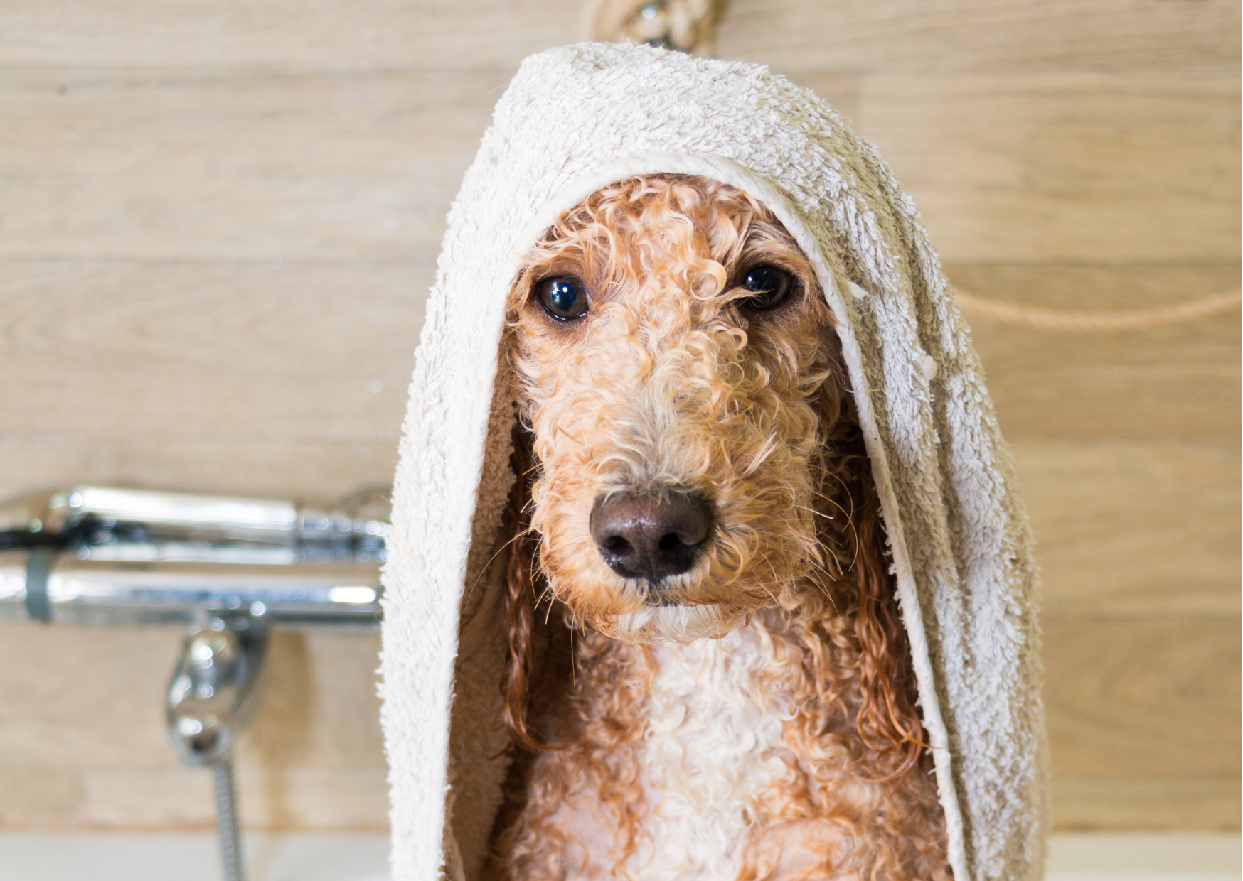 Theorieles: Vachtverzorging van de Doodle