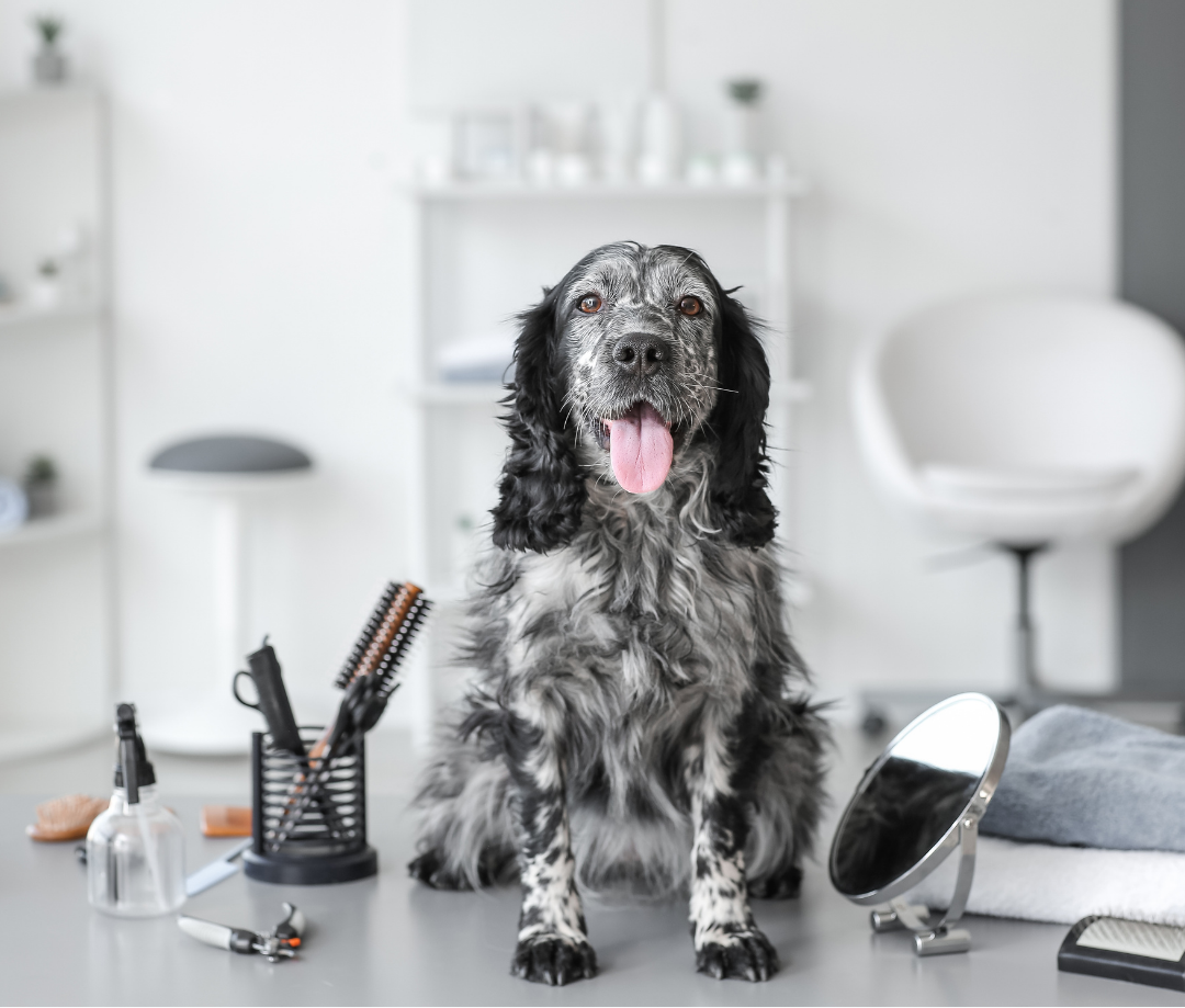 Dog Health day - Najaarseditie