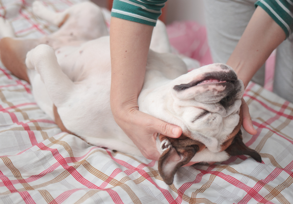 Dog Health Day - Voorjaarseditie