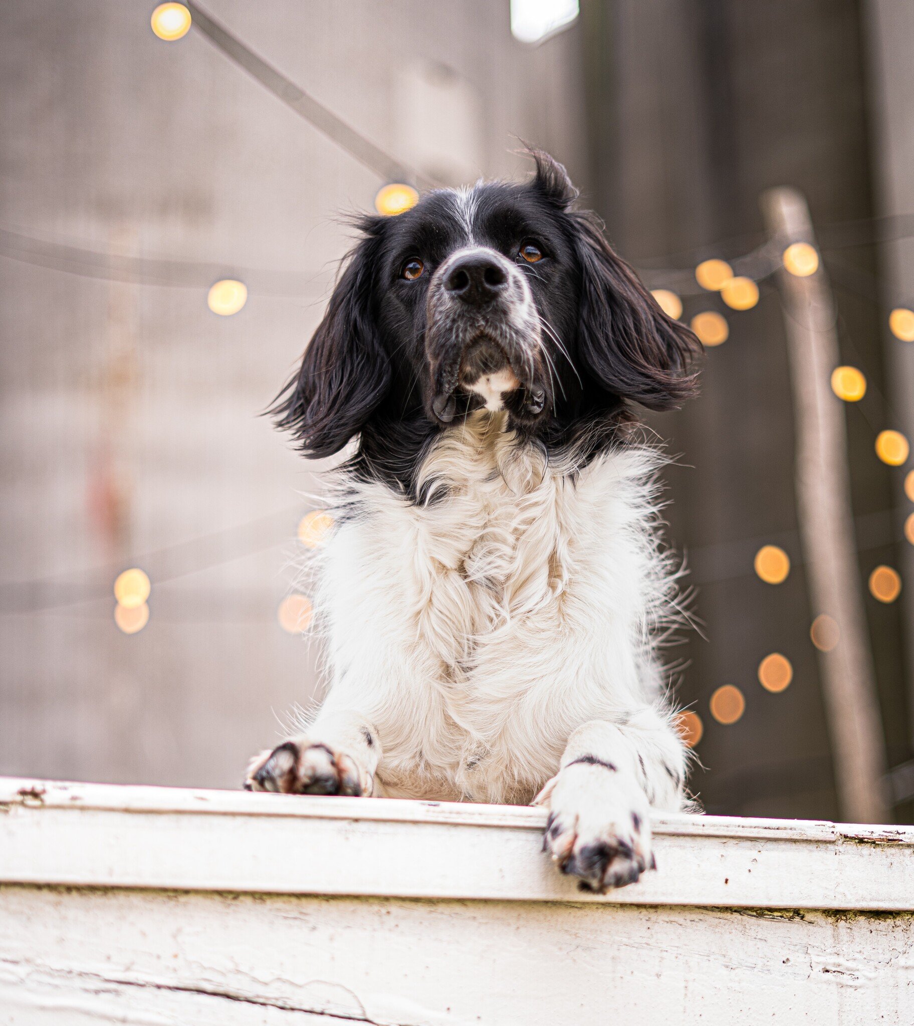 Hondenshoot Noordkade Veghel