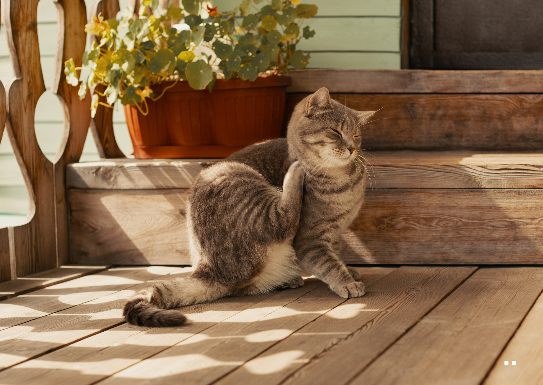 Hoe maak je je huis vlooienvrij? 