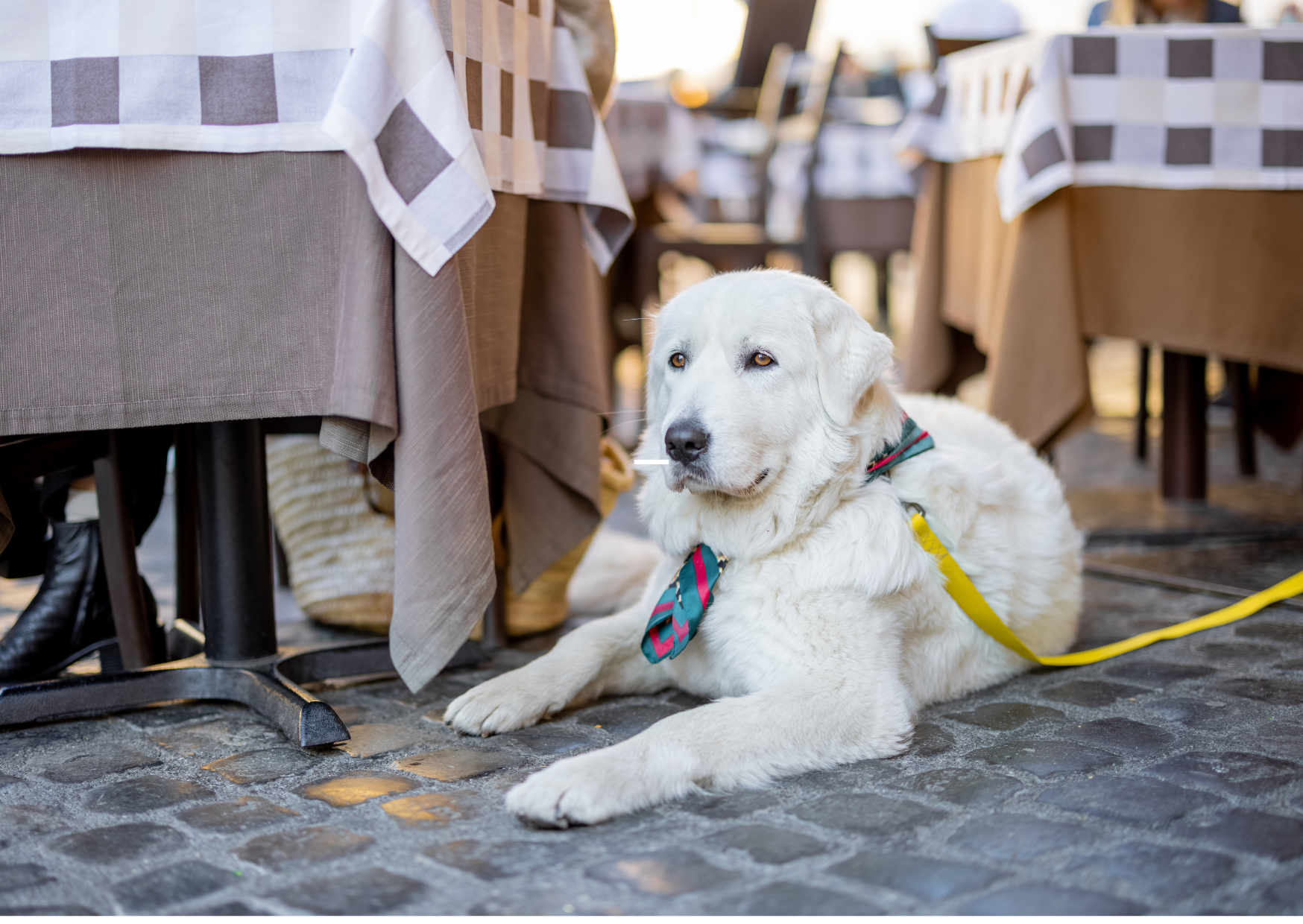 Met je hond naar het terras: zo maak je er samen een ontspannen uitje van