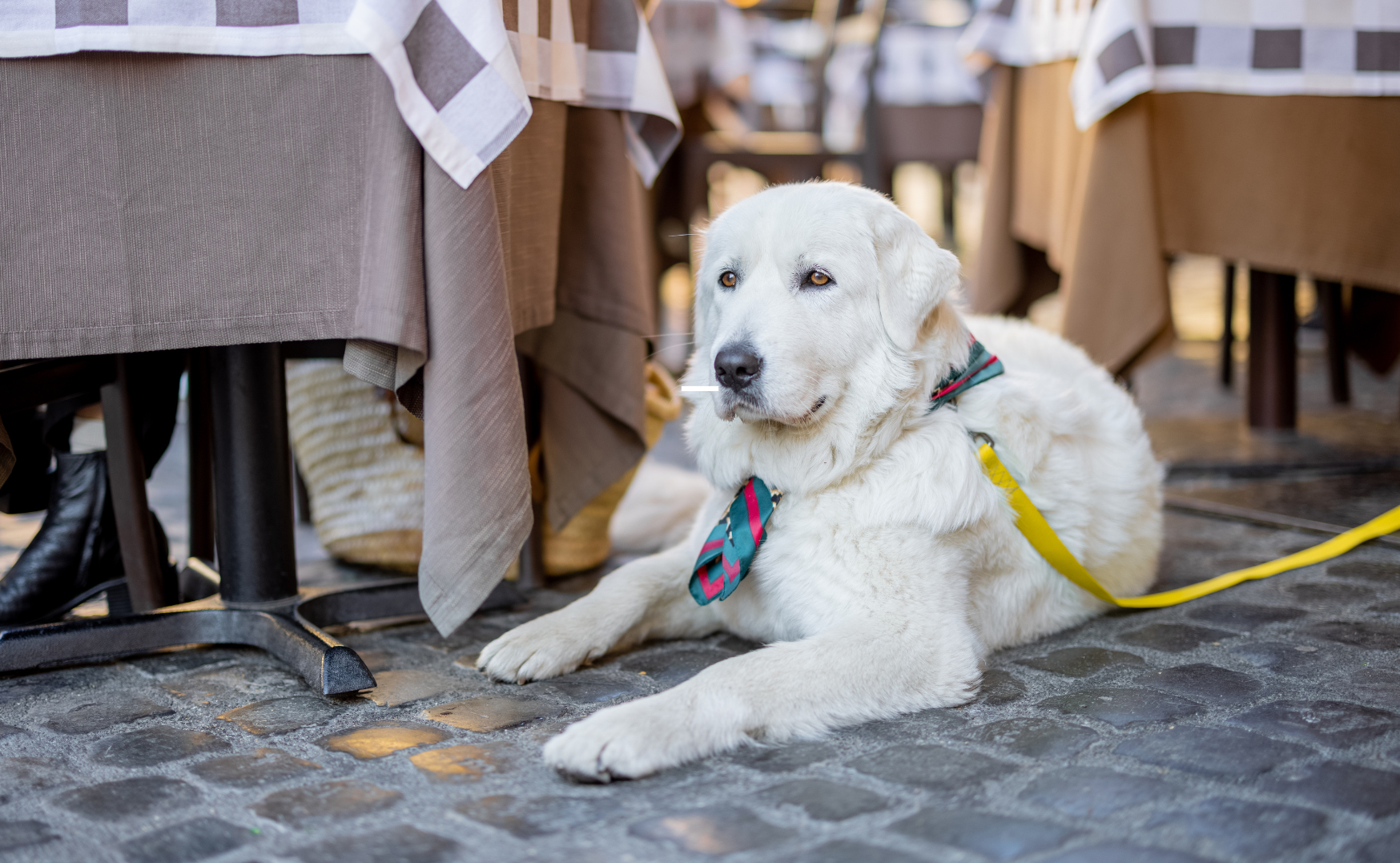Met je hond naar het terras: zo maak je er samen een ontspannen uitje van!