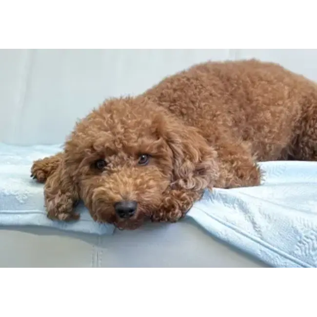 Cooling Blanket Cool down