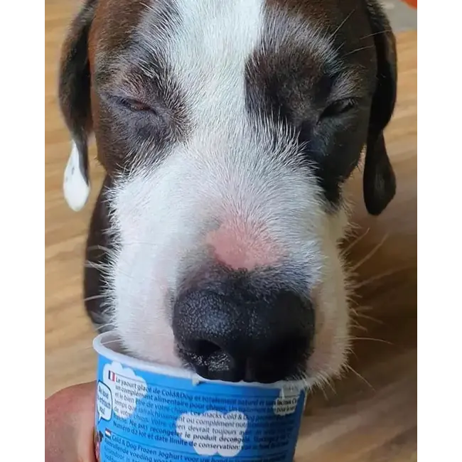 Cold&Dog Frozen Yoghurt Kip & Appel