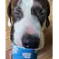 Cold&Dog Frozen Yoghurt Kip & Appel