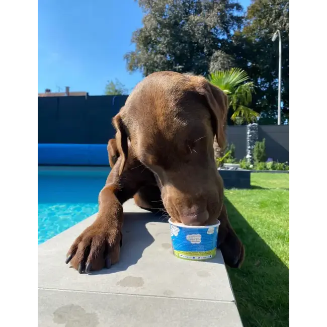 Cold&Dog Frozen Yoghurt Watermeloen & Feta