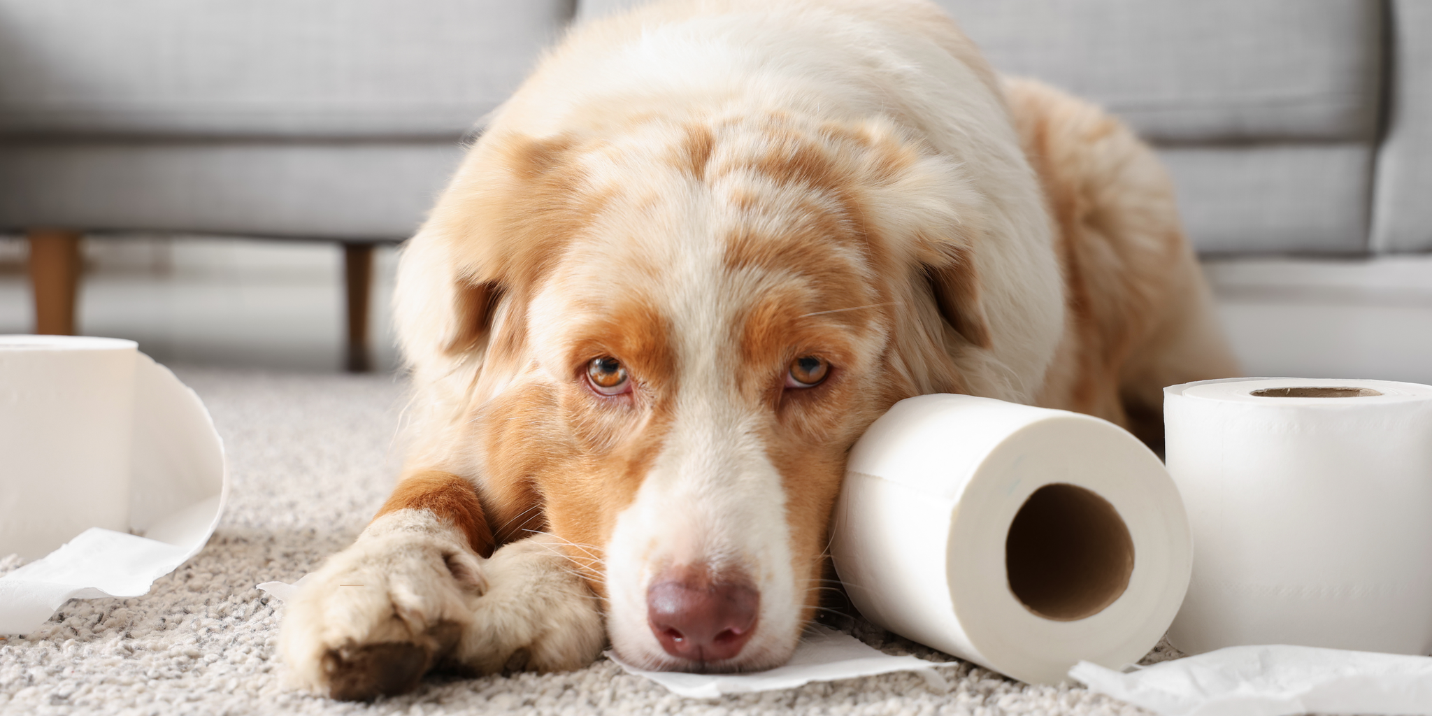Alles over Giardia