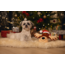 BZ Pluche Kerstknuffel Rudolf
