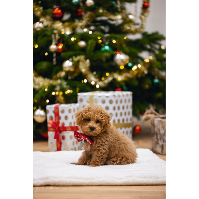 BZ Pluche Kerststrik