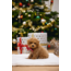 BZ Pluche Kerststrik