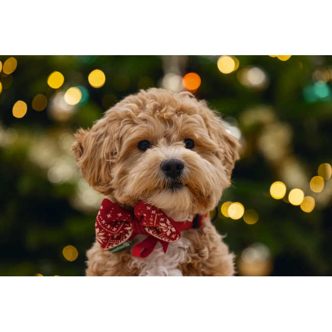BZ Pluche Kerststrik