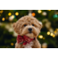 BZ Pluche Kerststrik