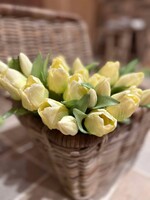 Tulpenbundel banana 30 cm