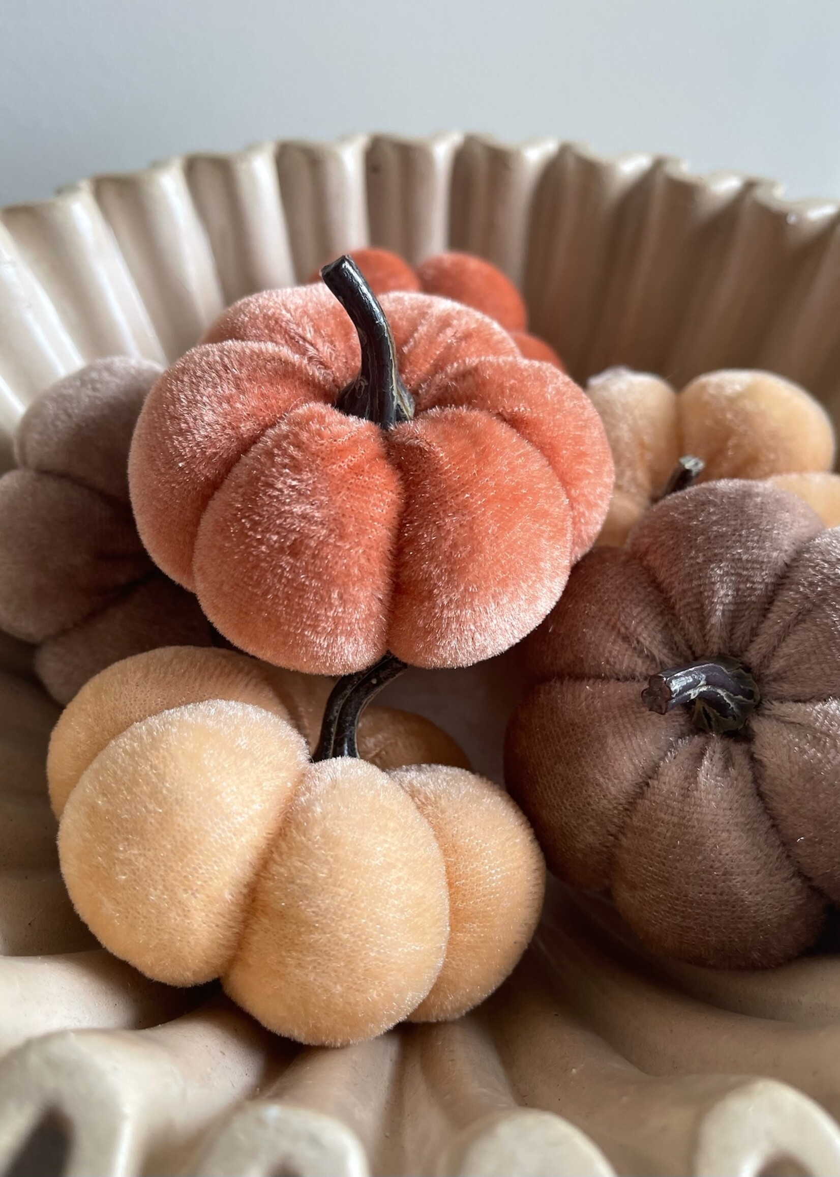 Pompoen velvet oranje mix 8 cm