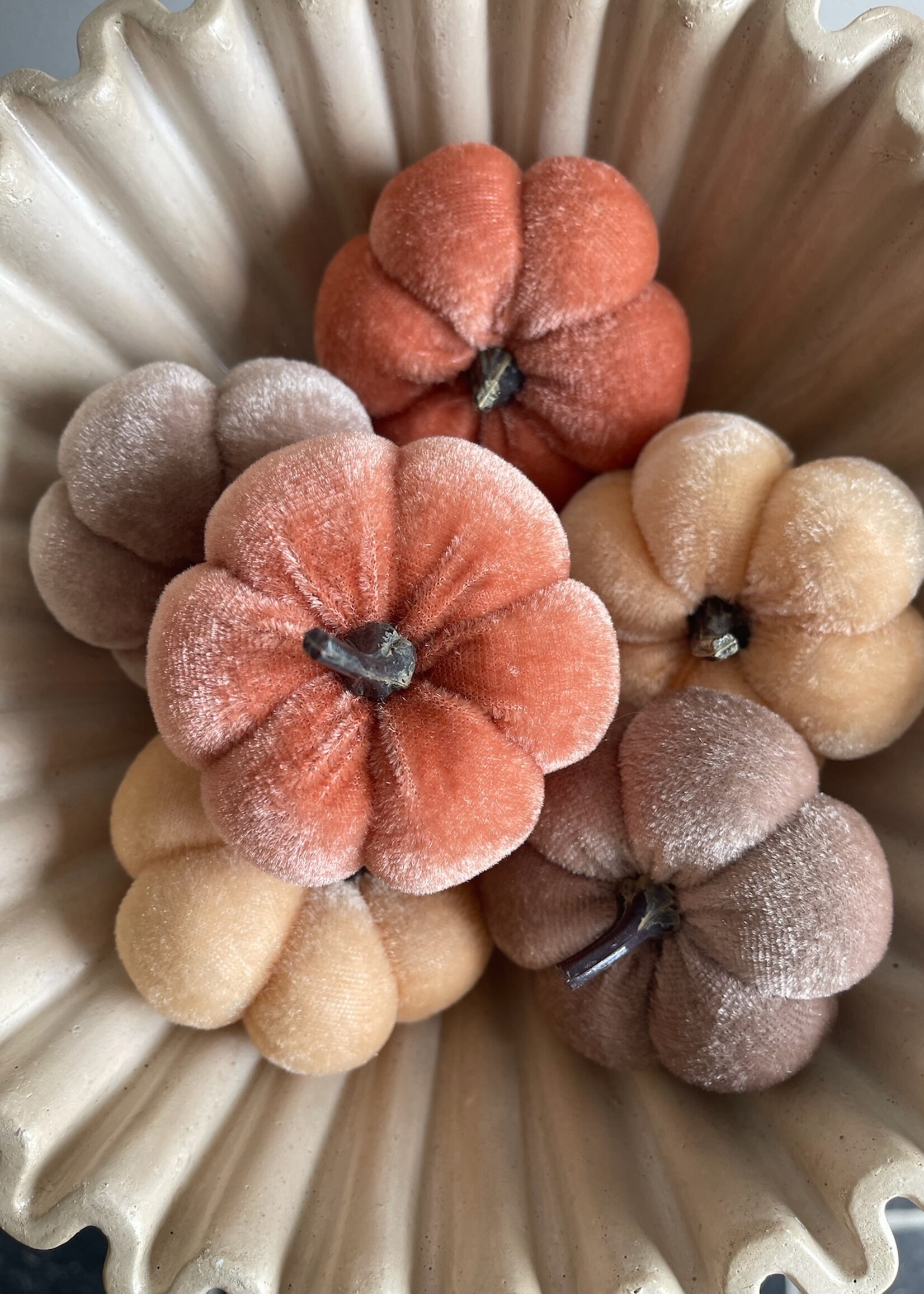 Pompoen velvet oranje mix 8 cm