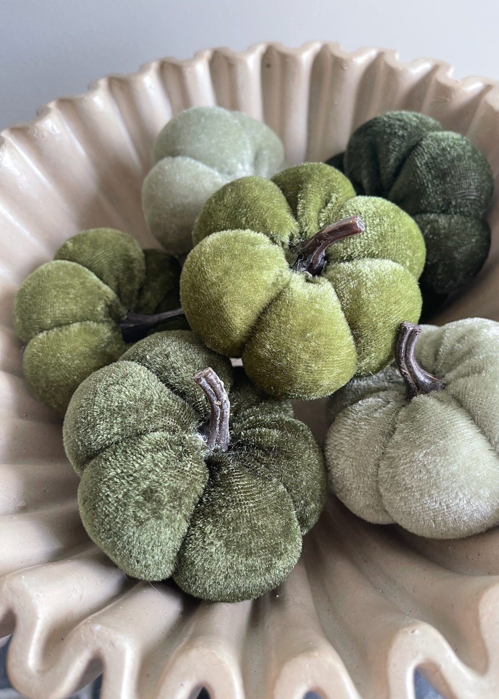 Pompoen velvet groen mix 8 cm