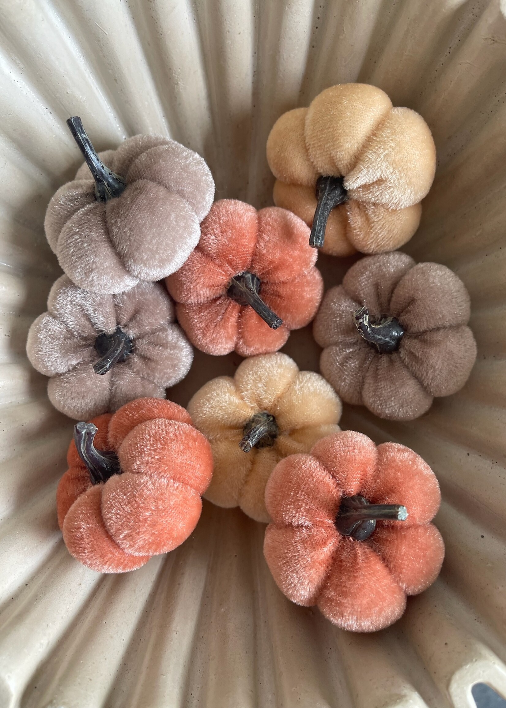 Pompoen velvet oranje mix 5 cm