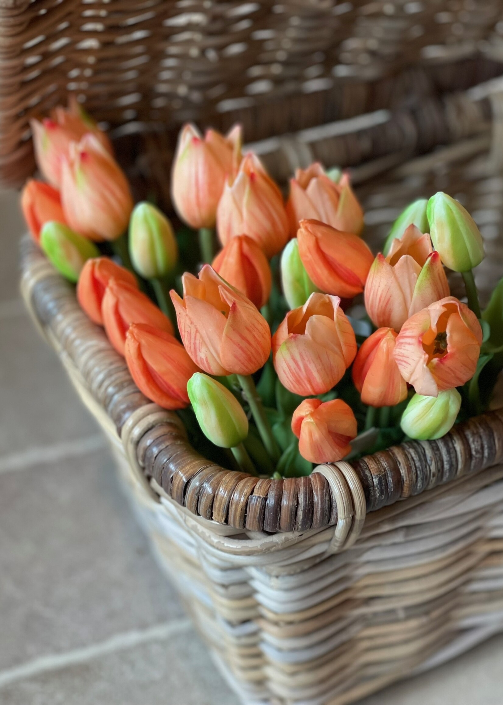 Tulp mini oranje (set van 3)