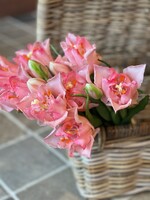 Tulpenbundel open babyroze (5st) 40 cm