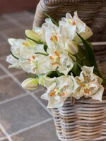 Tulpenbundel open wit (5st) 40 cm