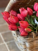 Tulp mini donkerroze (set van 3)