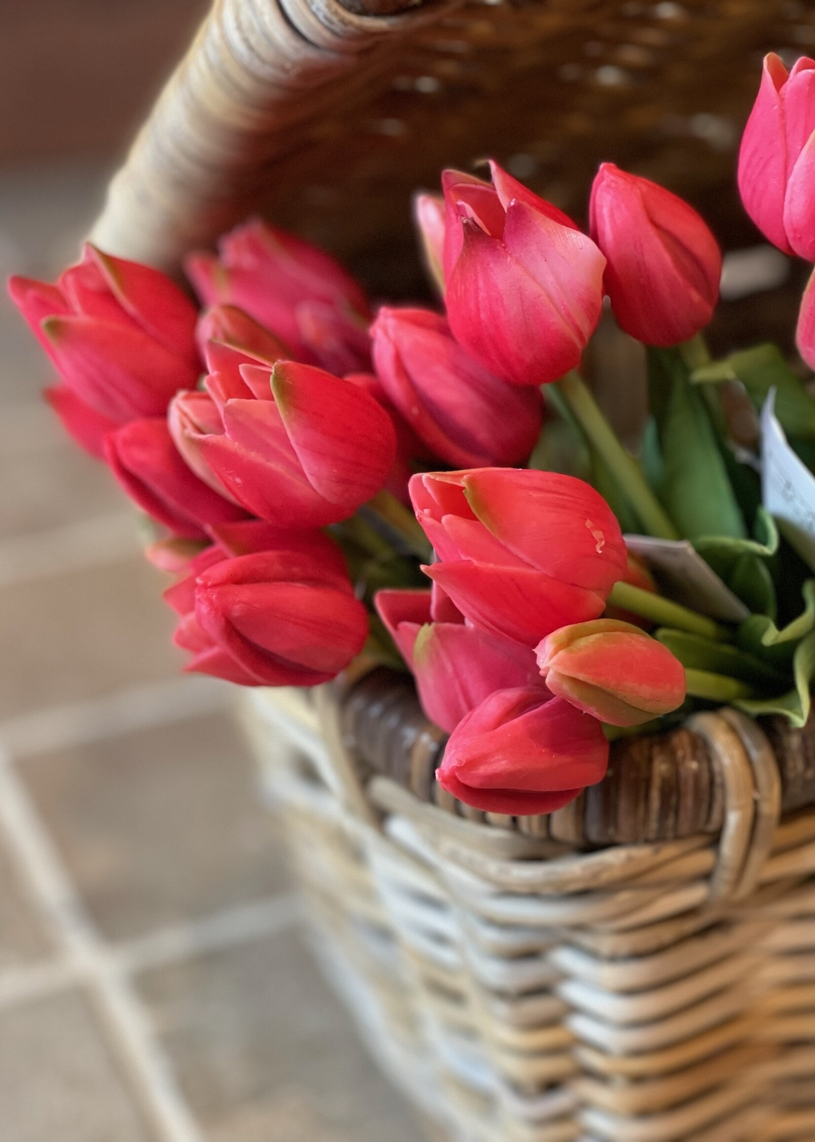 Tulp mini donkerroze (set van 3)