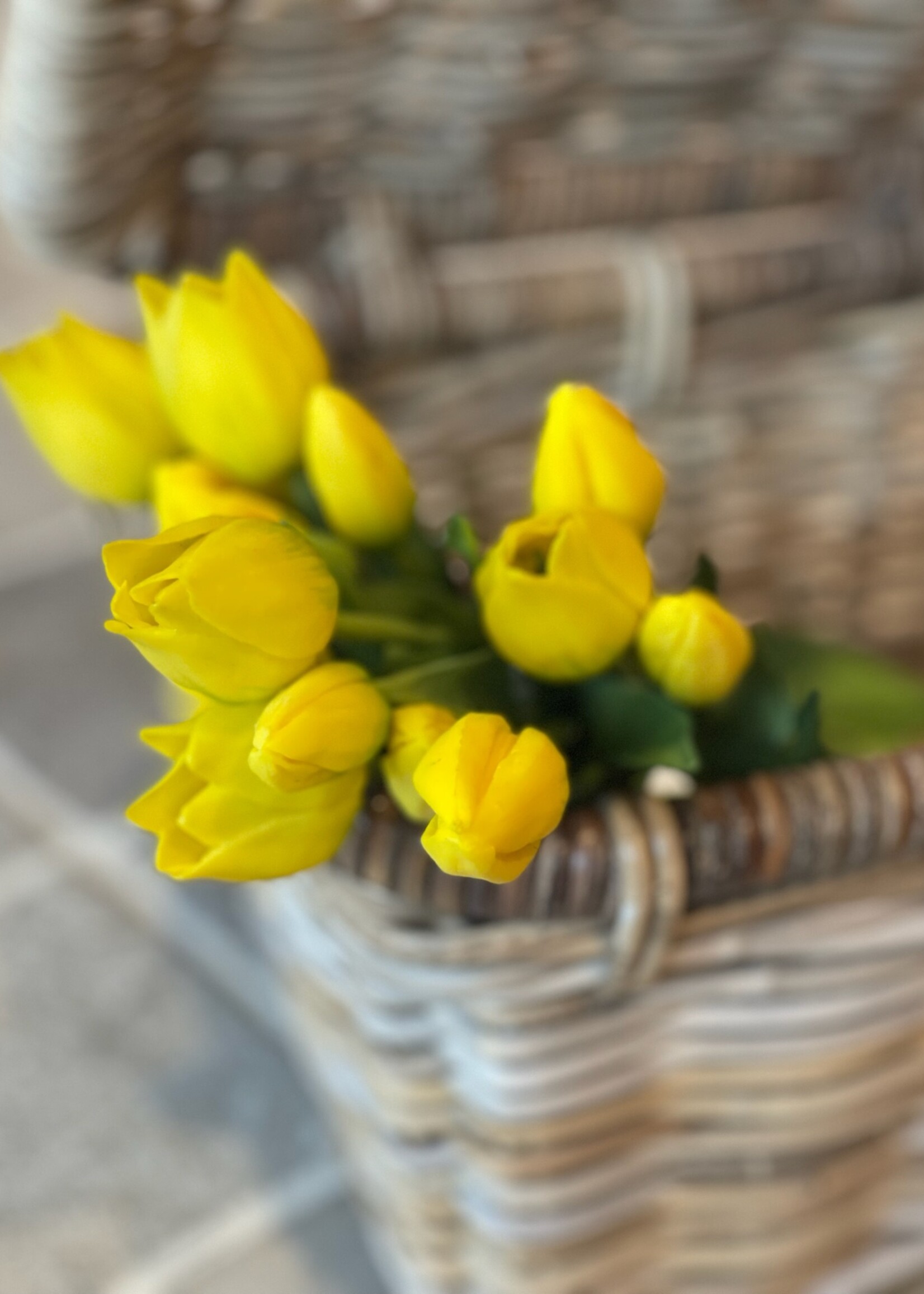 Tulp mini geel (set van 3)