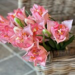 Tulpen