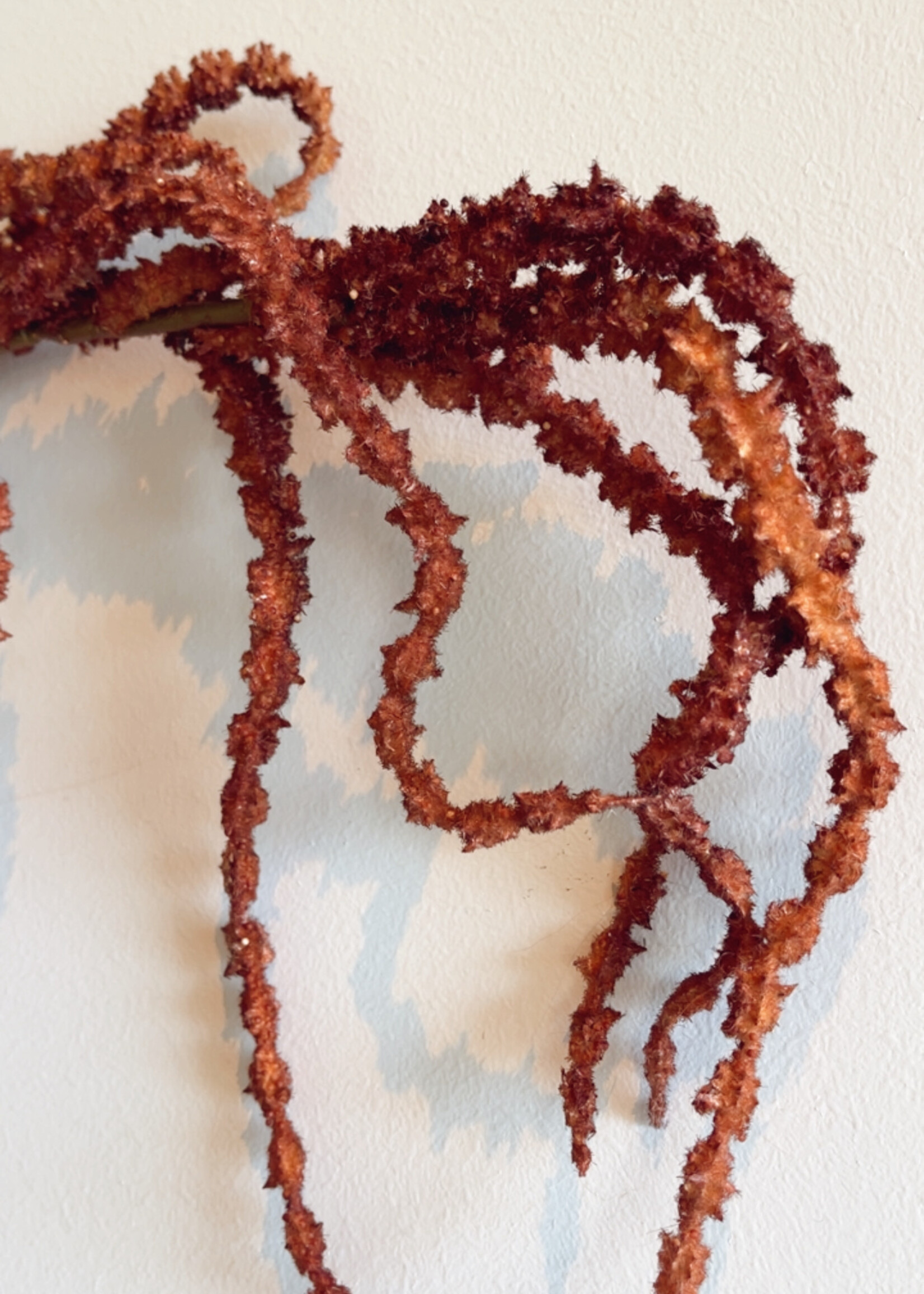 Amaranthus tak donkeroranje
