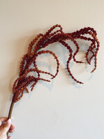 Amaranthus tak donkeroranje