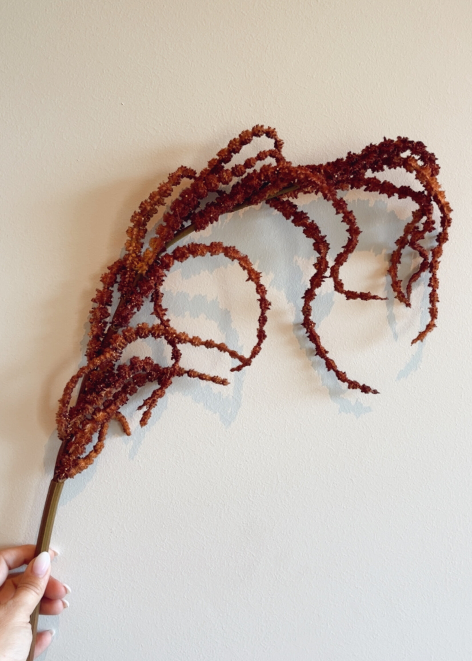 Amaranthus tak donkeroranje