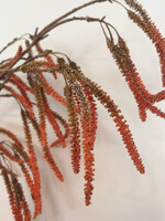 Amaranthus fijn oranje