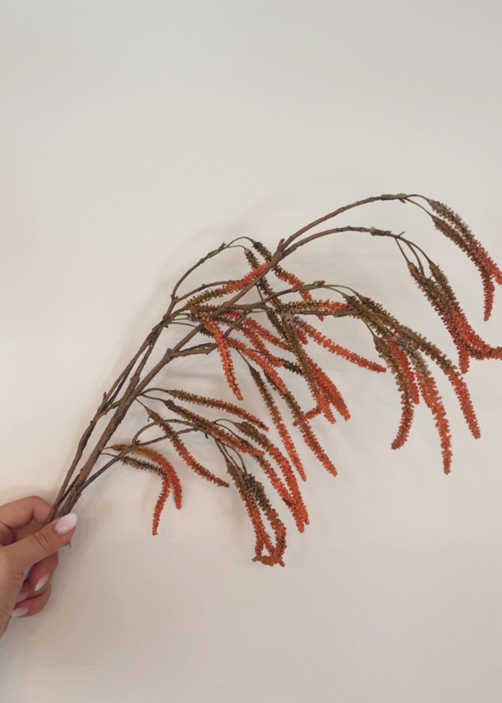 Amaranthus fijn oranje