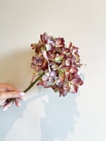 Hortensia 'mauve'