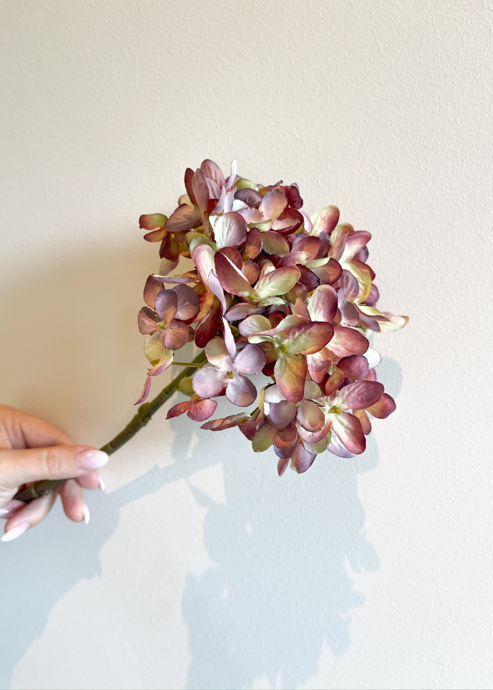 Hortensia 'mauve'