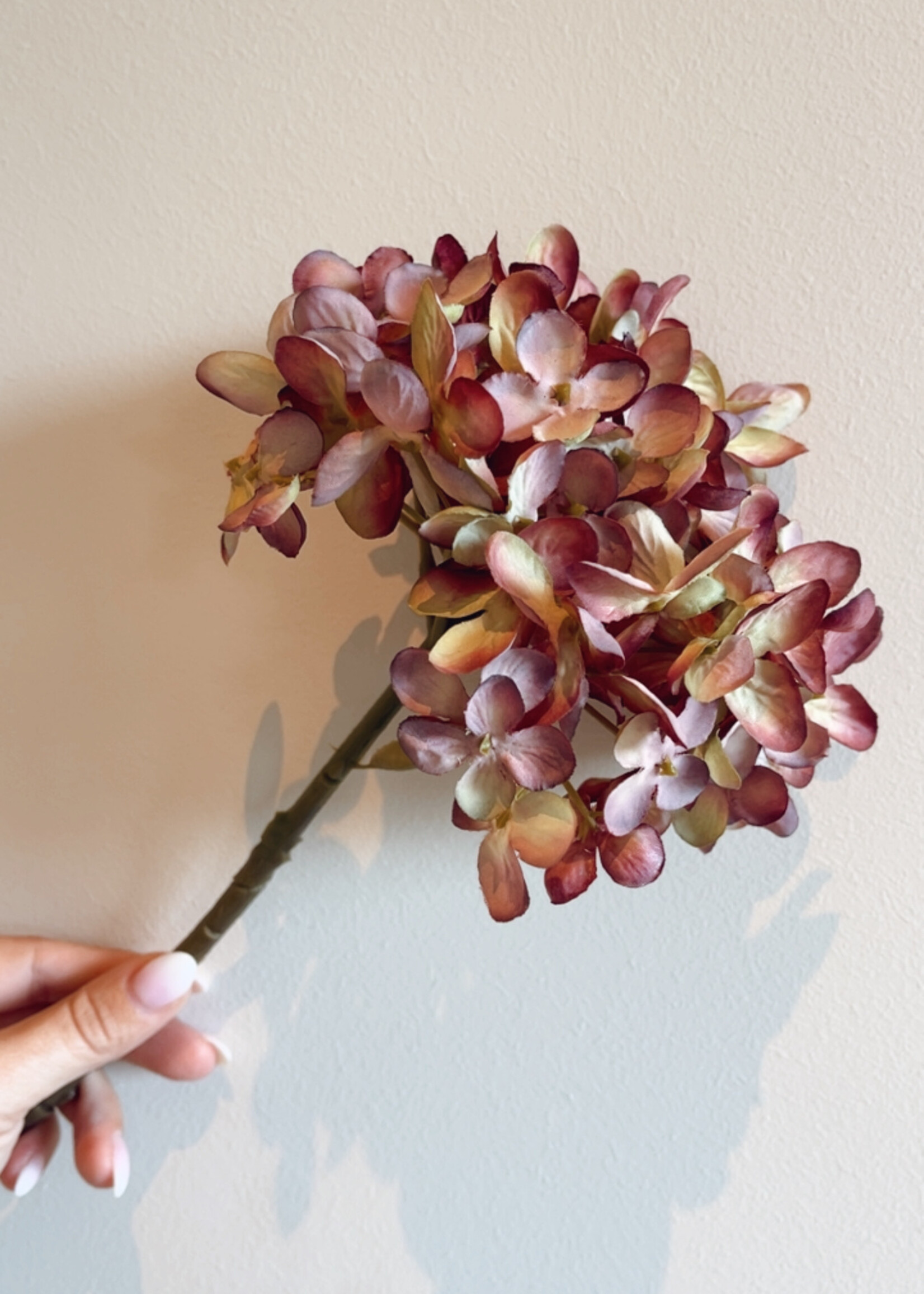 Hortensia 'mauve'