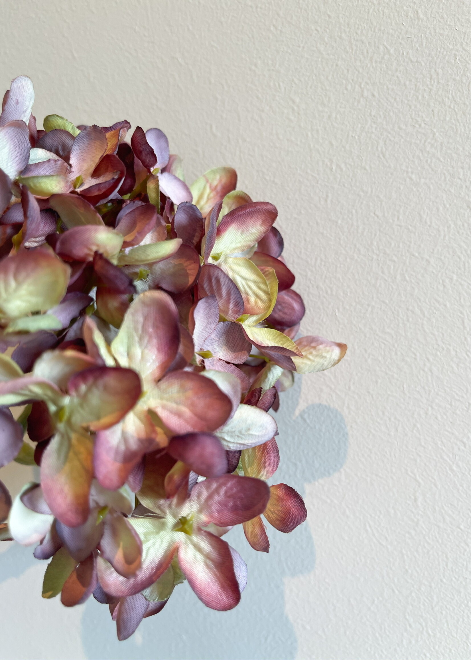 Hortensia 'mauve'