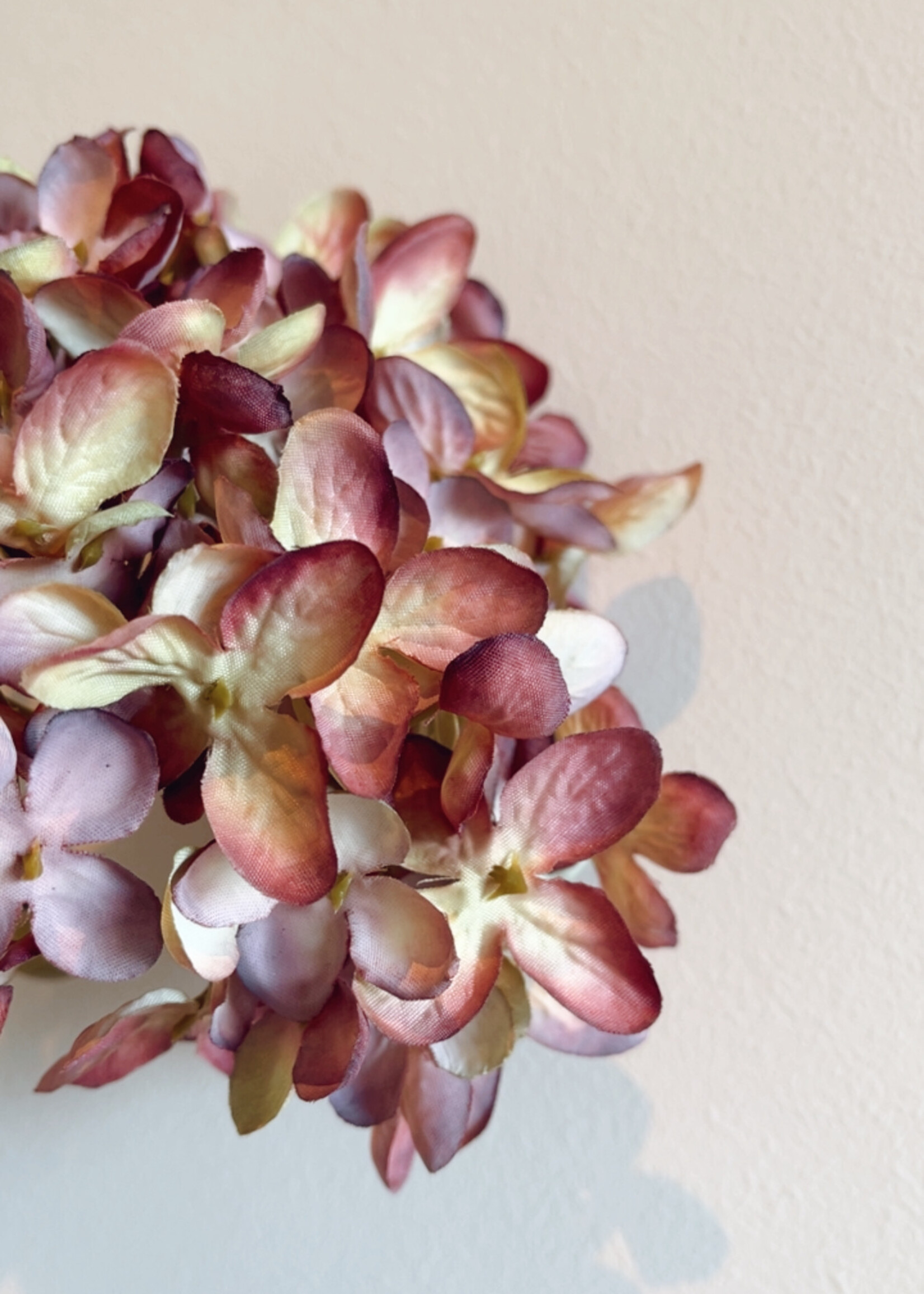 Hortensia 'mauve'