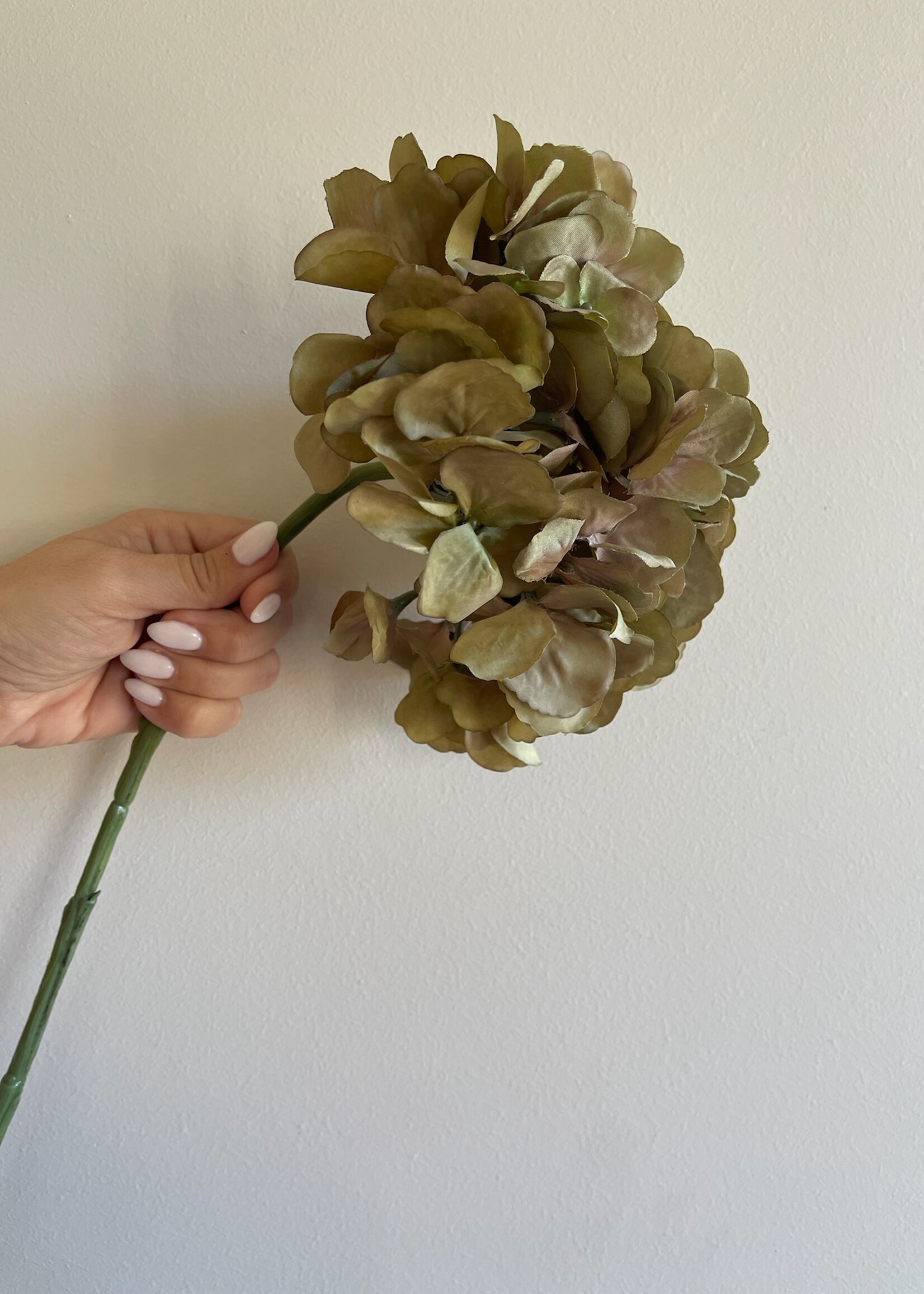 Hortensia - 'Rustic green'