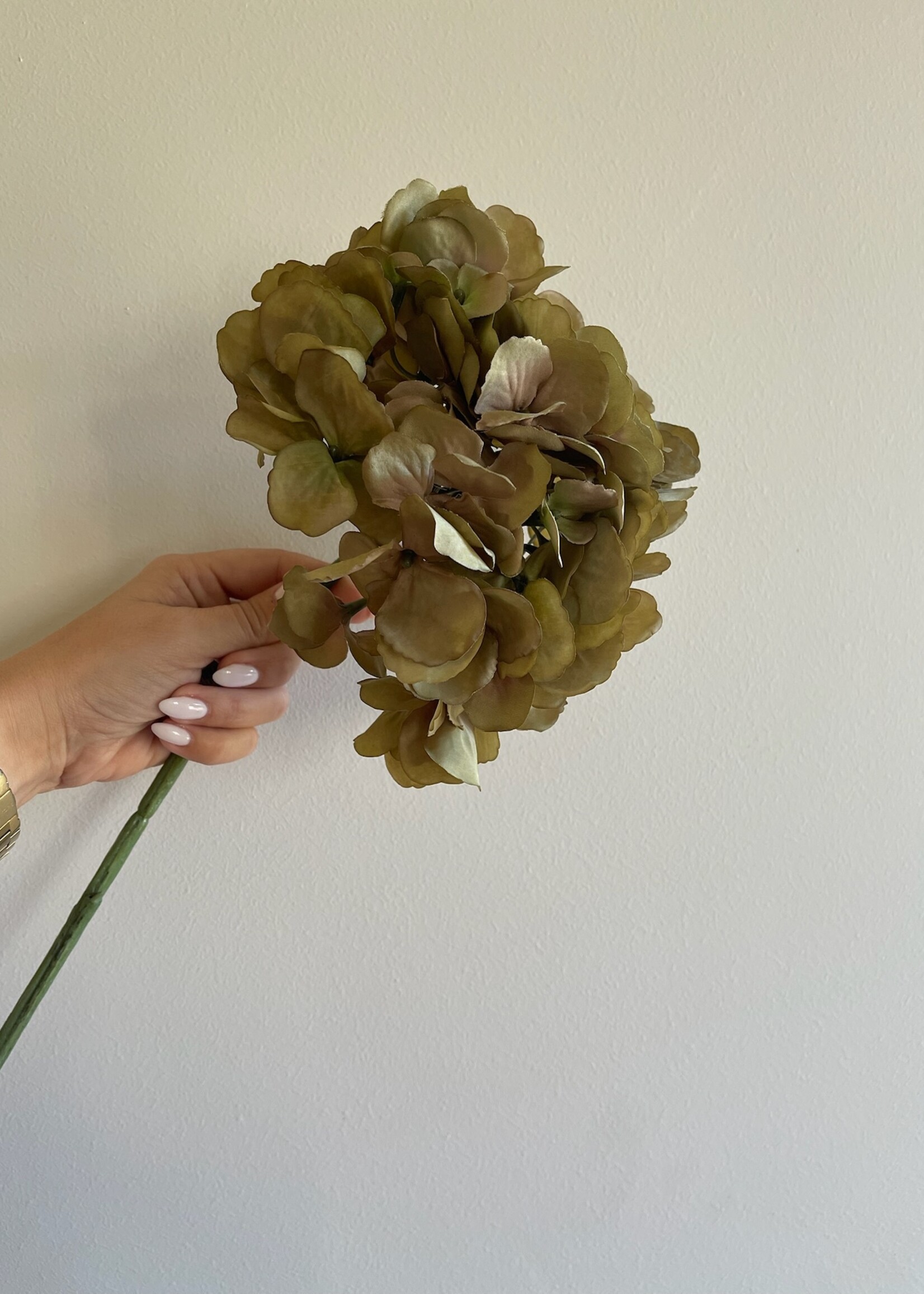 Hortensia - 'Rustic green'