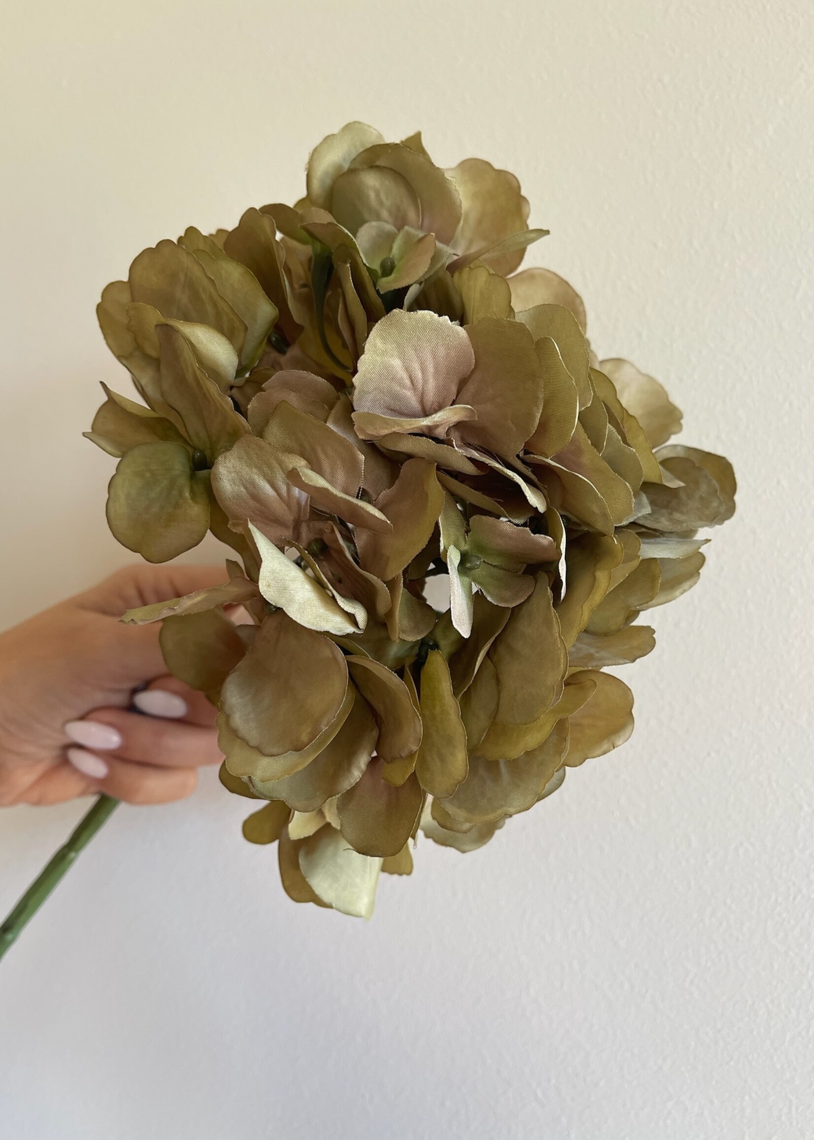 Hortensia - 'Rustic green'