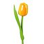 Wooden Tulip, Yellow Orange