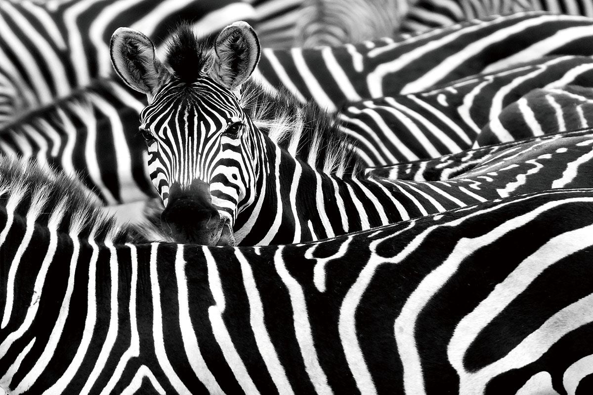 Plexiglas schilderij zebra's