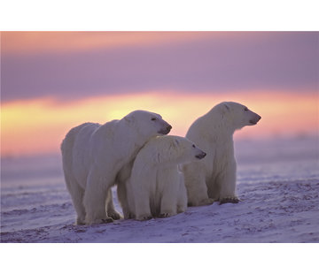 Plexiglas schilderij ijsberen